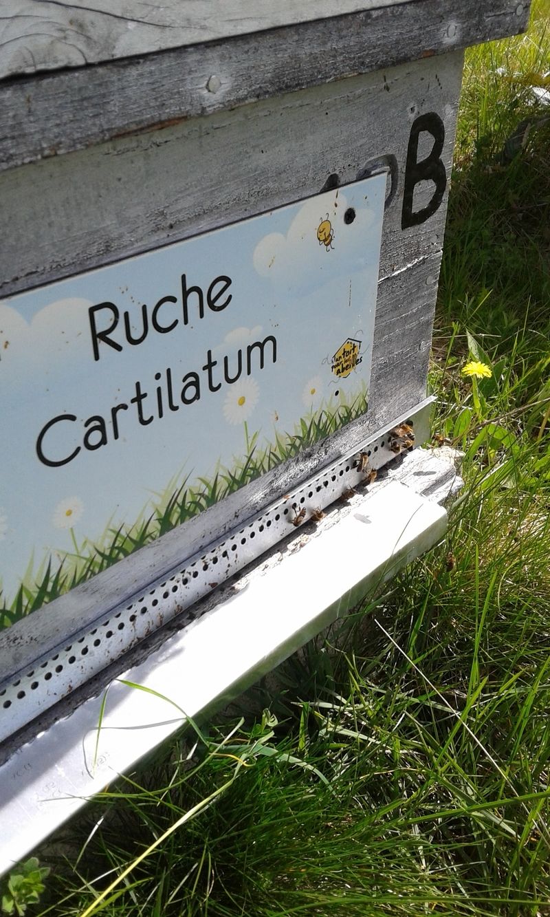 La ruche Cartilatum