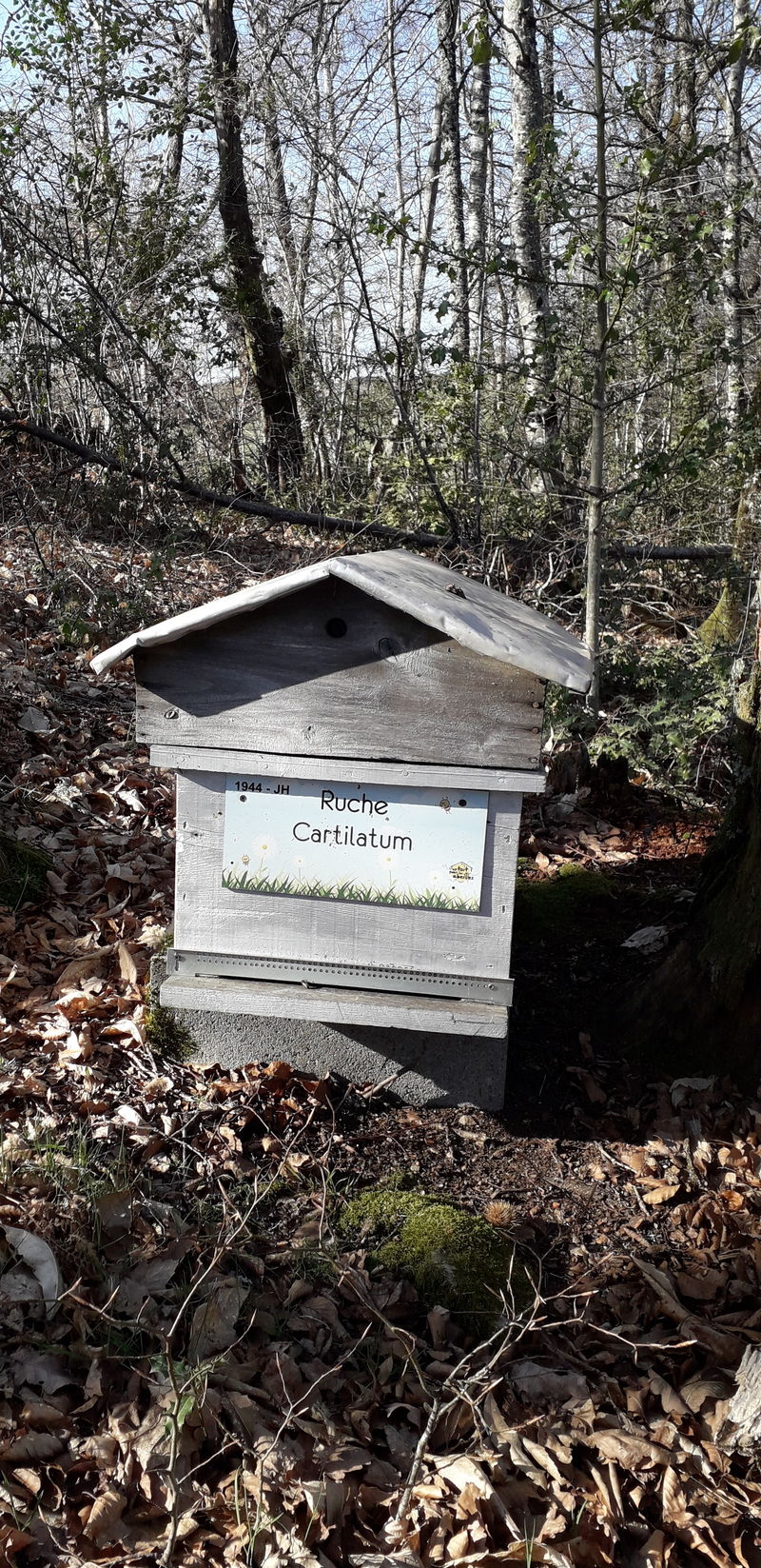 La ruche Cartilatum