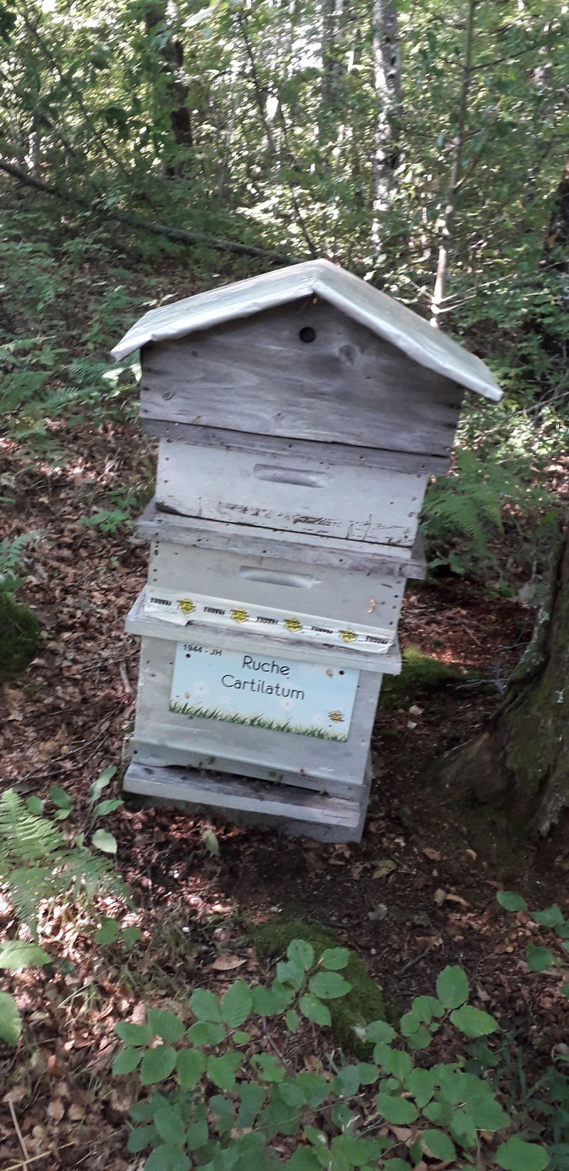 La ruche Cartilatum