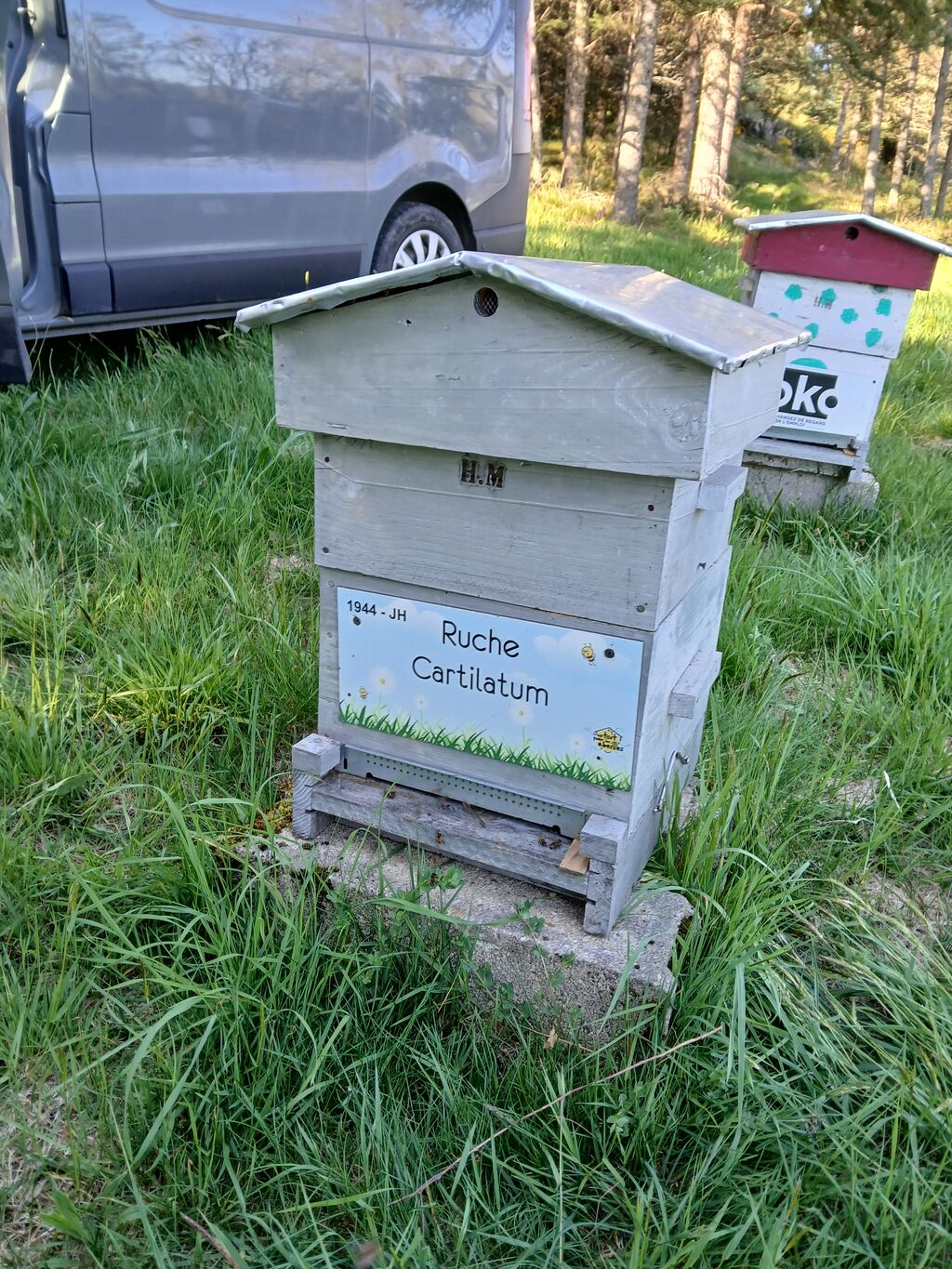 La ruche Cartilatum