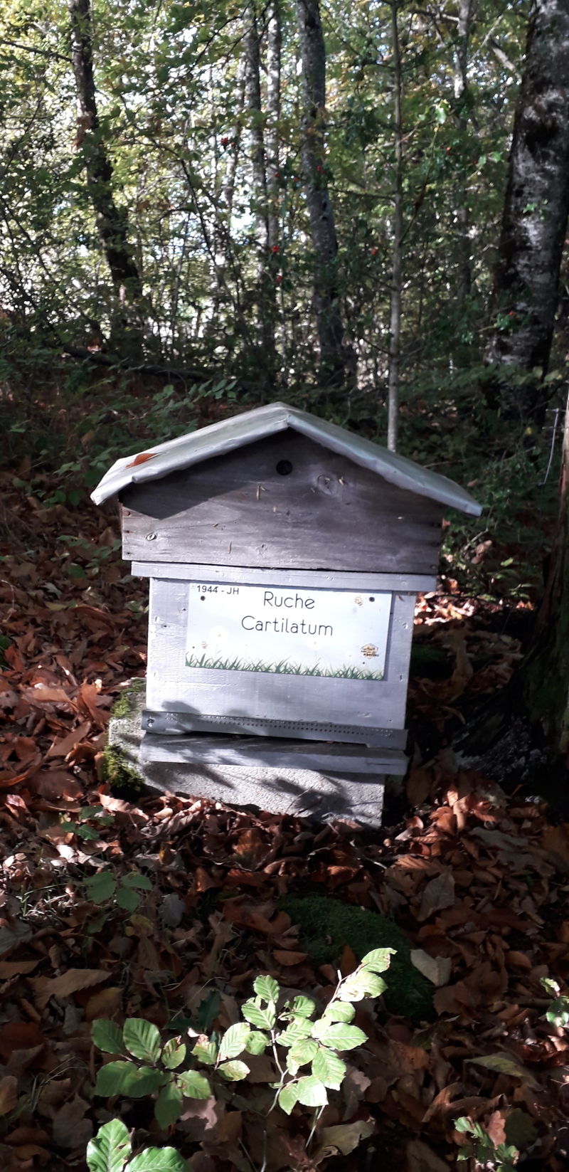La ruche Cartilatum