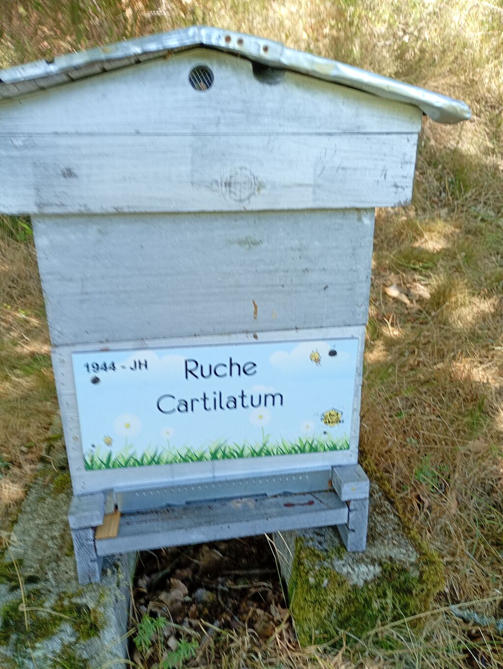 La ruche Cartilatum