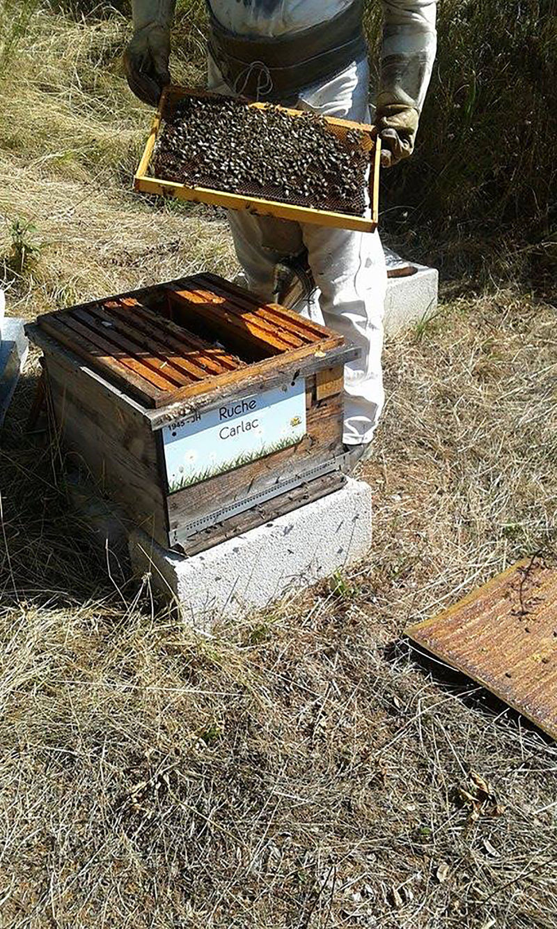 La ruche Carlac