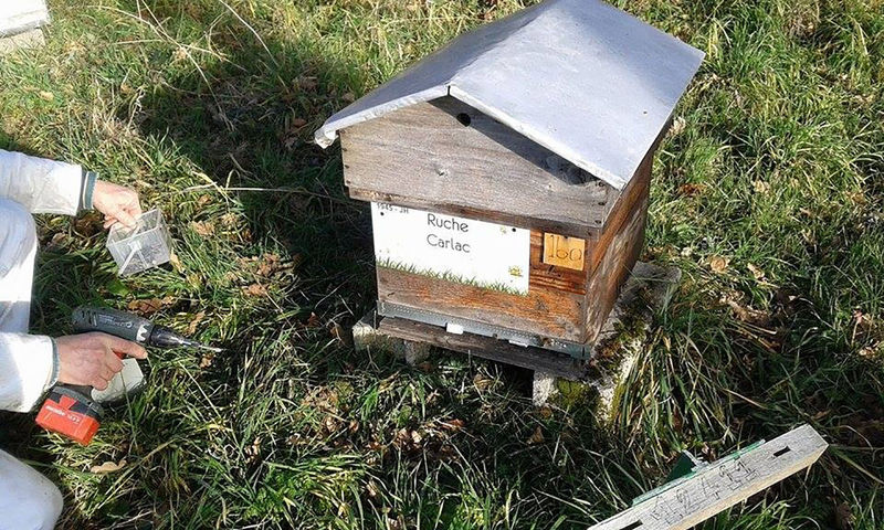 La ruche Carlac
