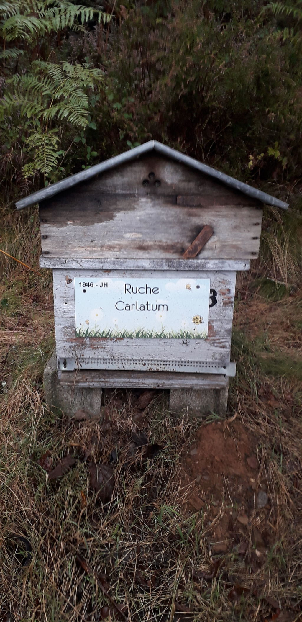 La ruche Carlatum