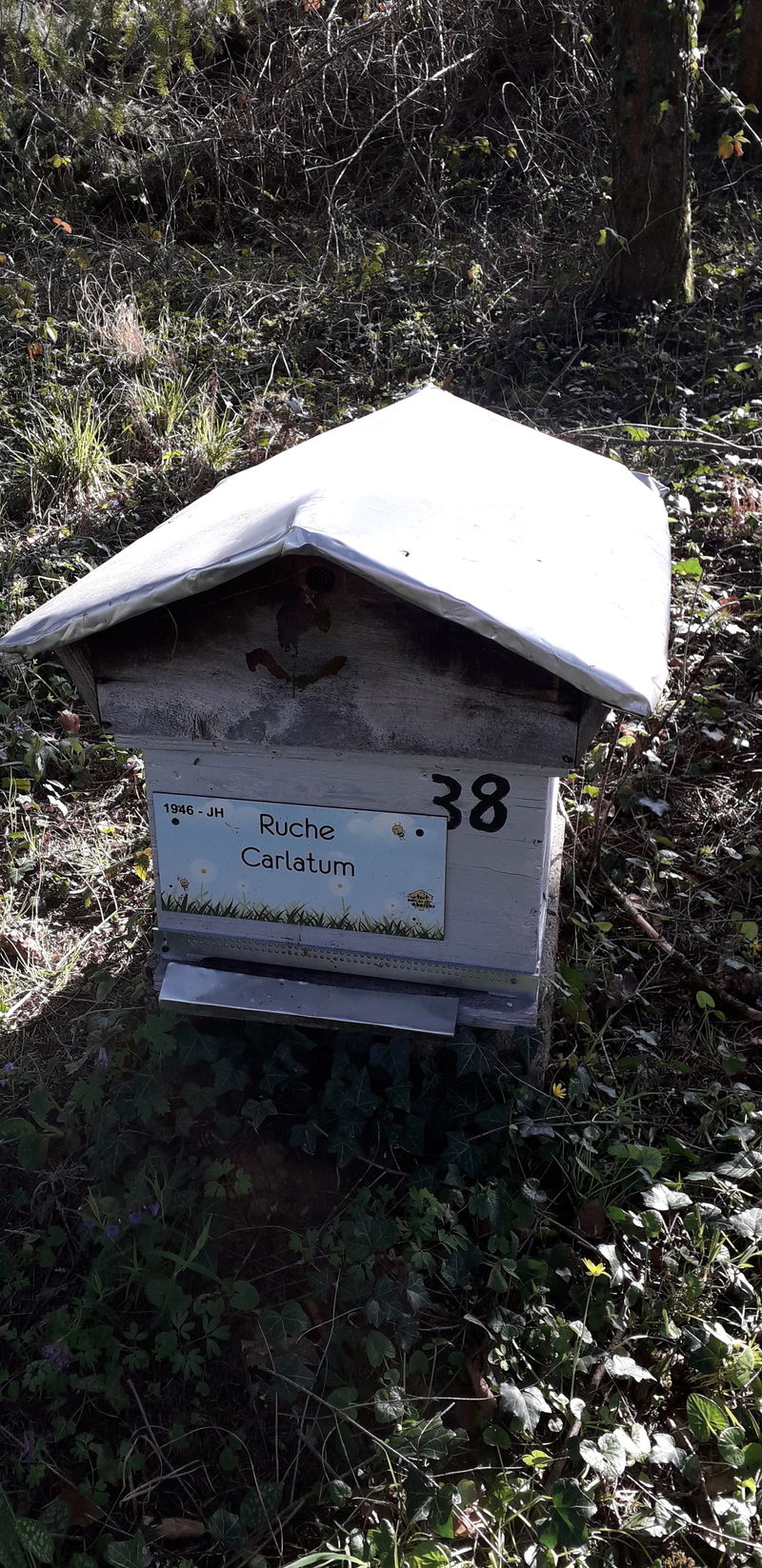 La ruche Carlatum