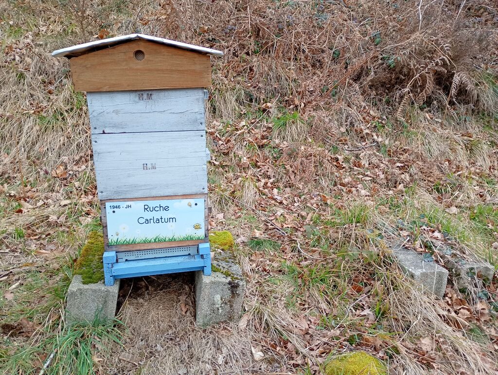 La ruche Carlatum