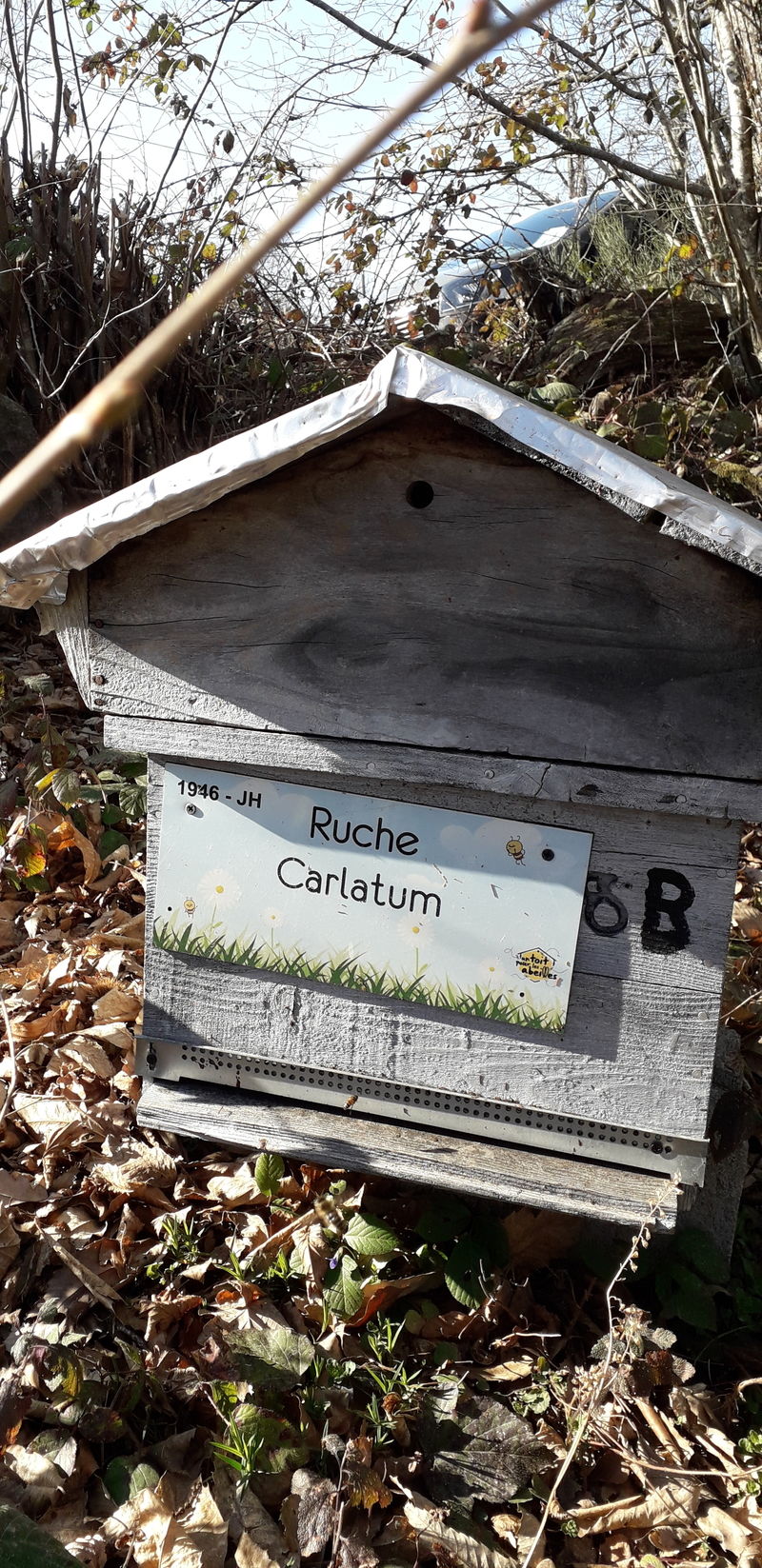 La ruche Carlatum