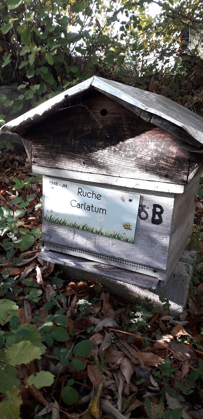 La ruche Carlatum