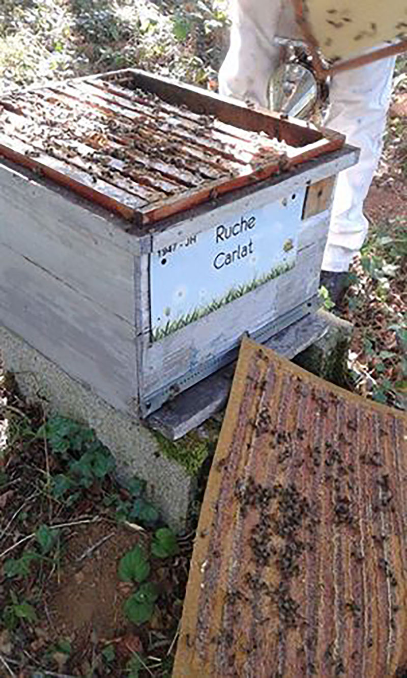 La ruche Carllat