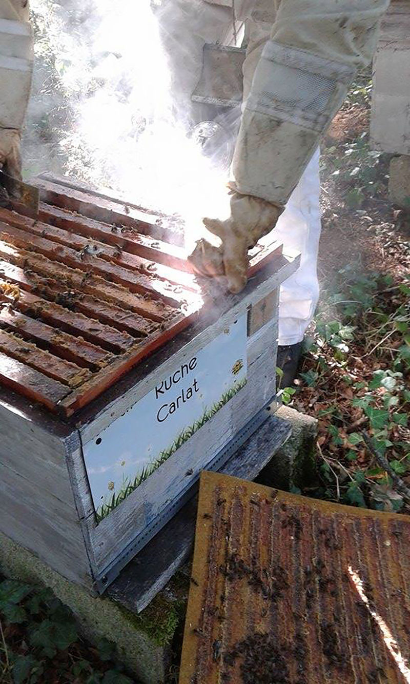 La ruche Carllat