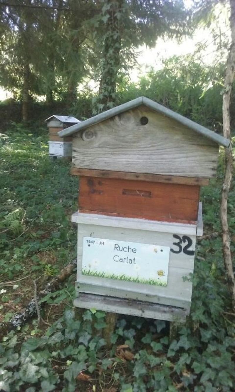 La ruche Carllat