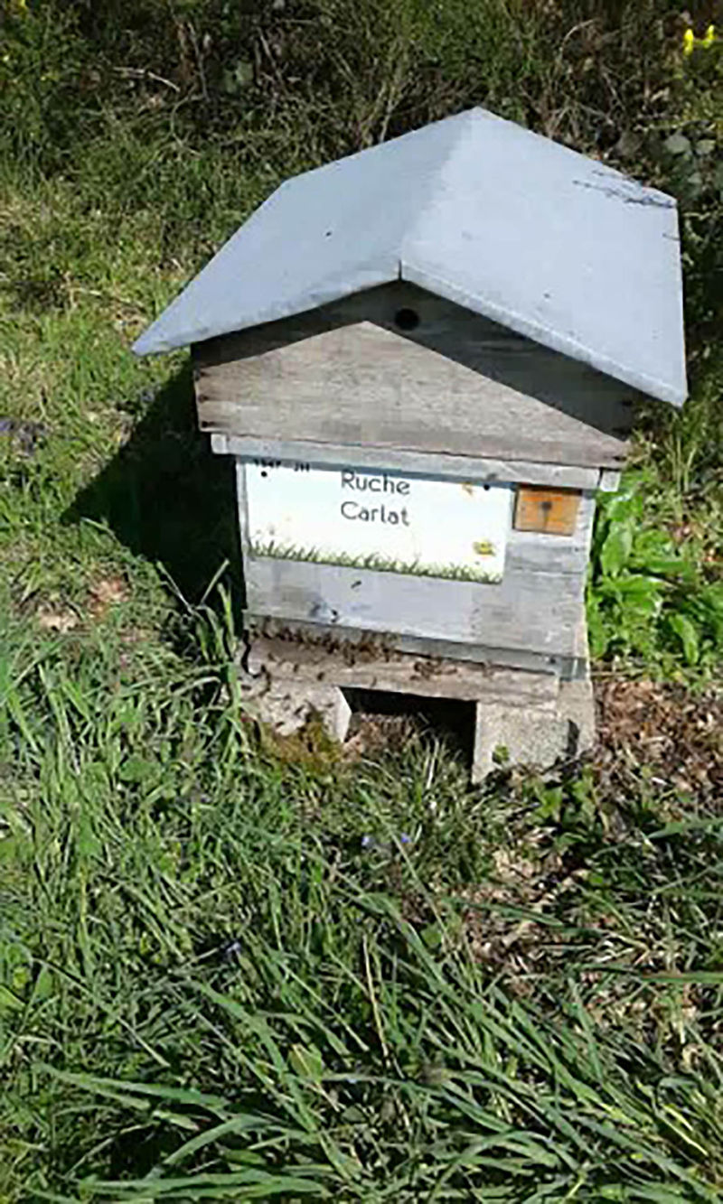 La ruche Carllat