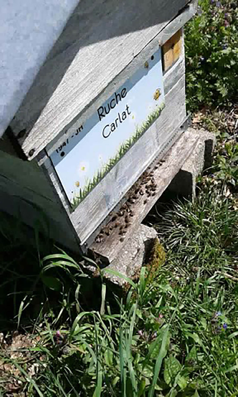 La ruche Carllat