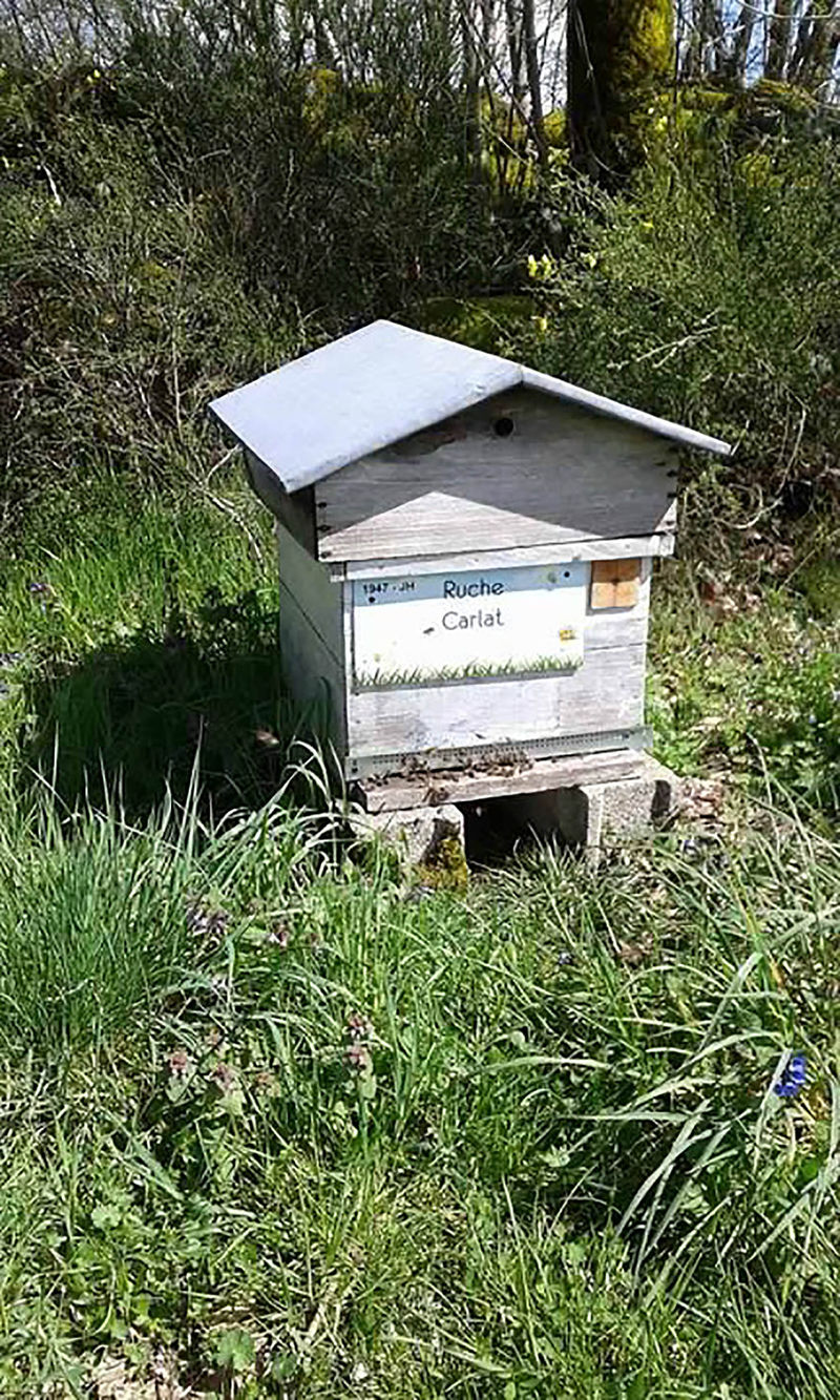 La ruche Carllat