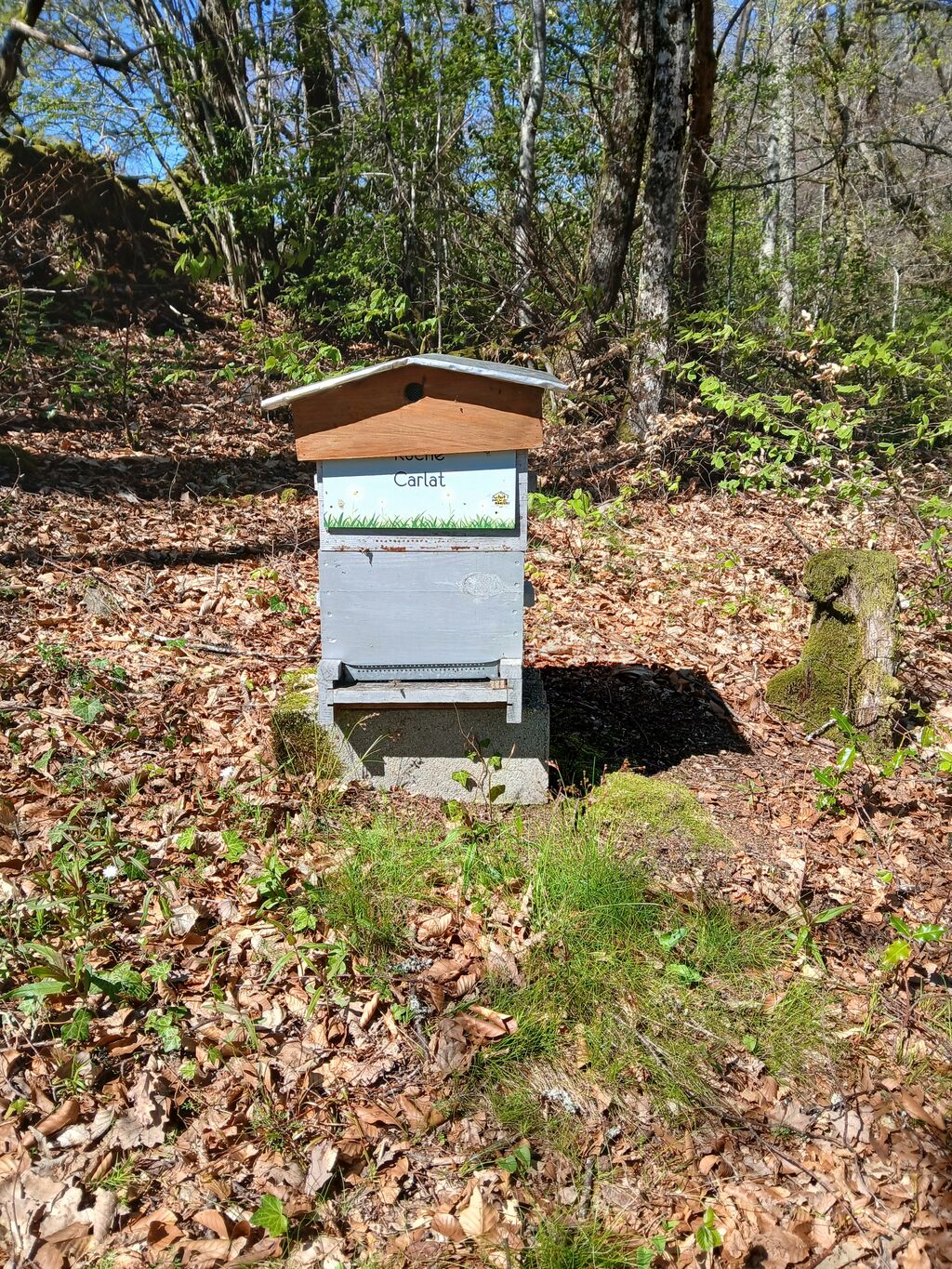 La ruche Carllat