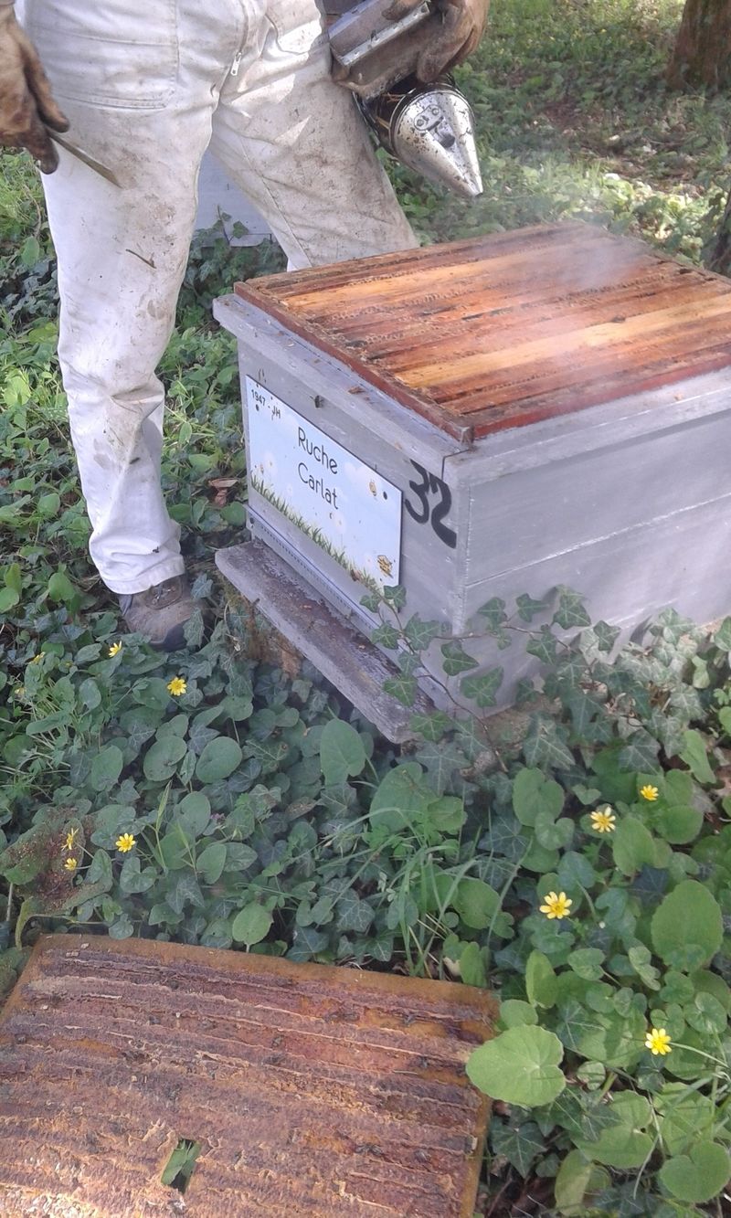 La ruche Carllat