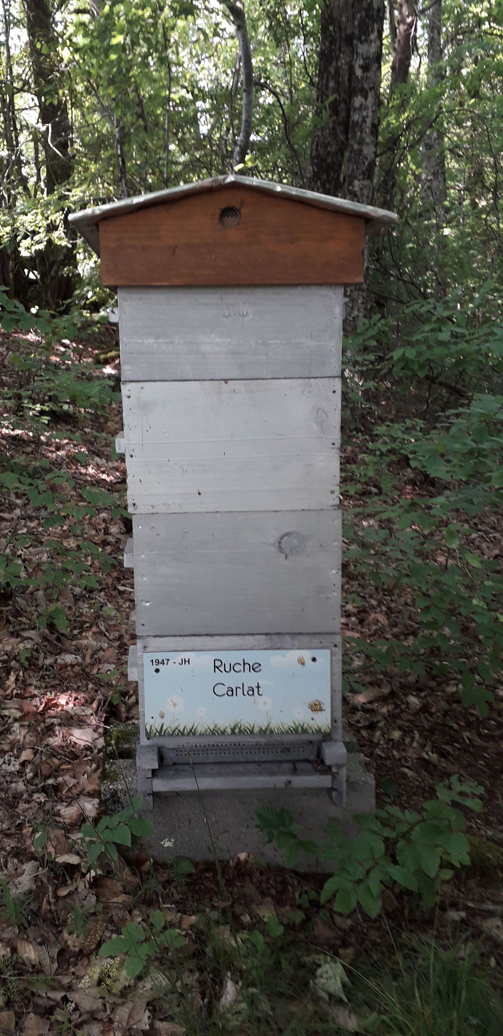 La ruche Carllat