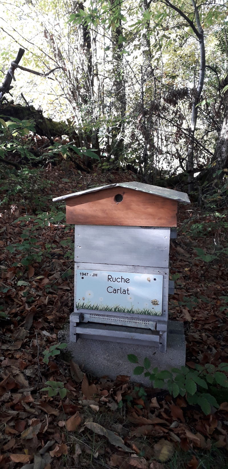 La ruche Carllat