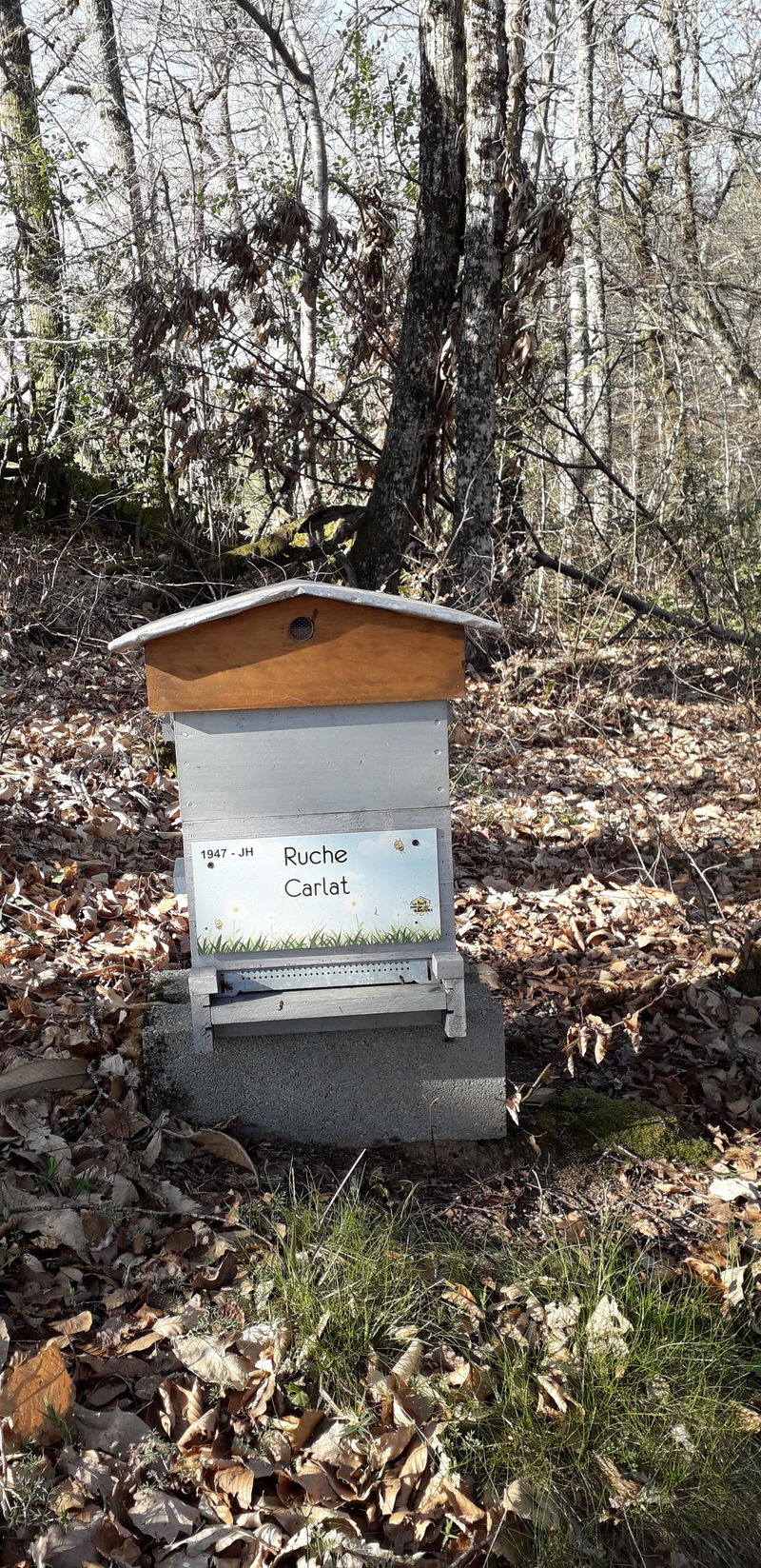 La ruche Carllat
