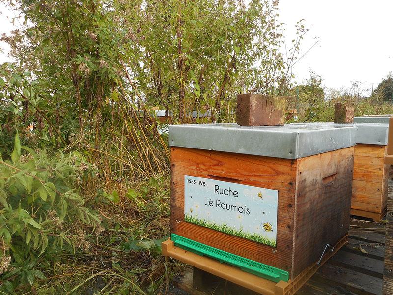 La ruche Le Roumois