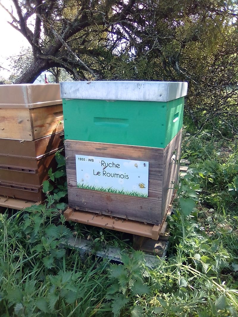 La ruche Le Roumois