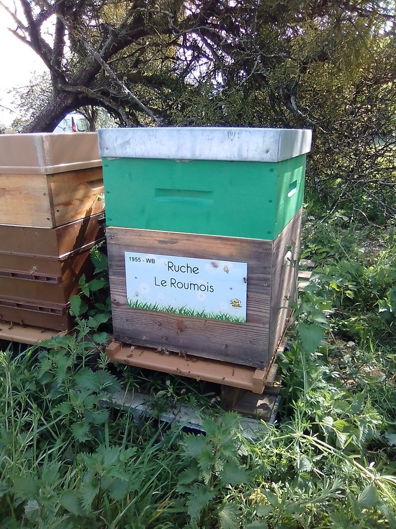 La ruche Le Roumois