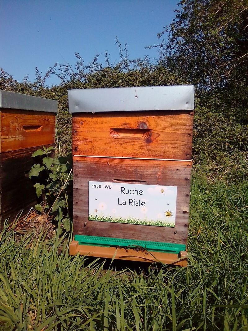 La ruche La Risle