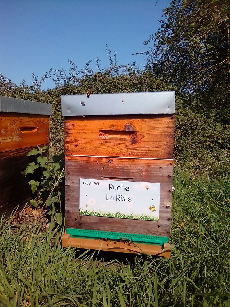 La ruche La Risle