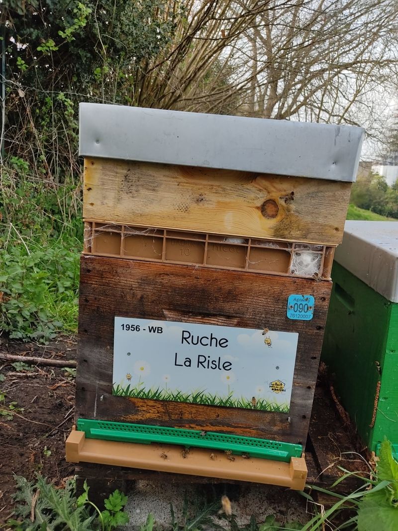 La ruche