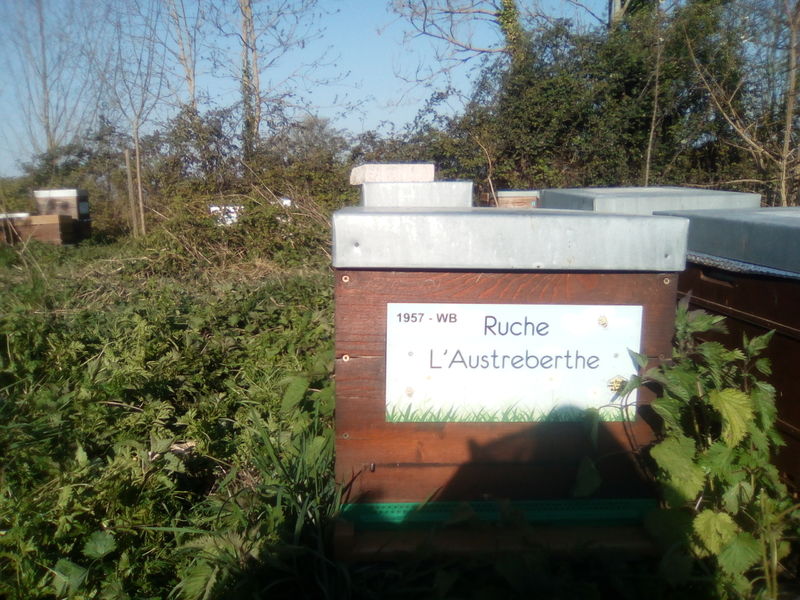 La ruche L