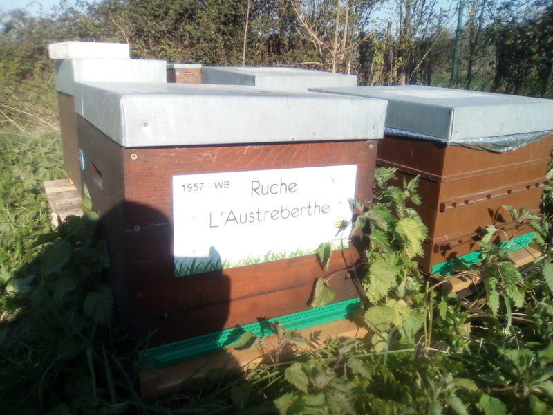La ruche L