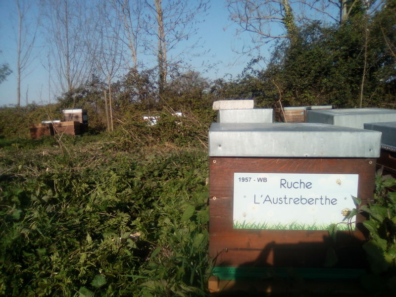 La ruche L