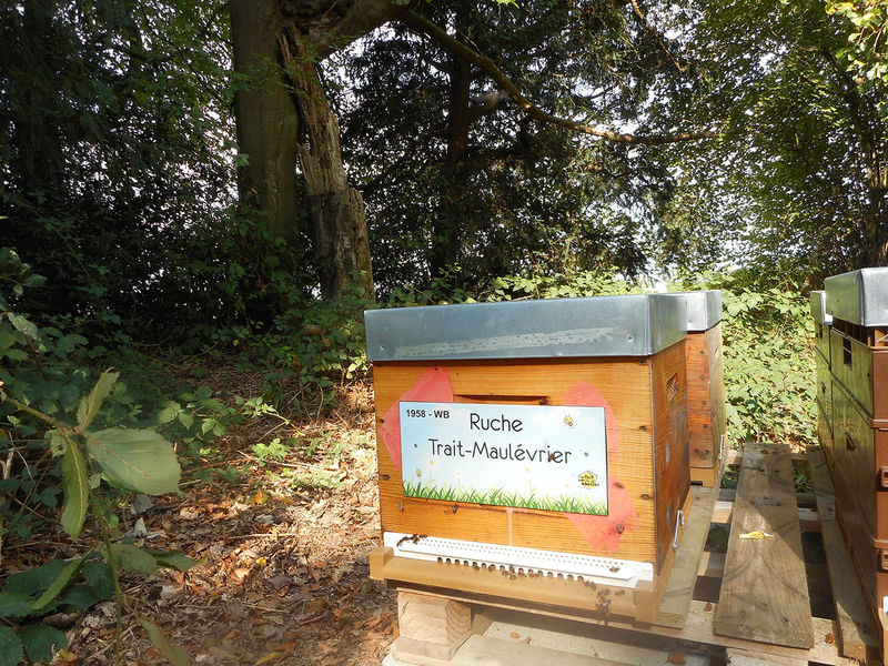 La ruche Trait-Maulévrier