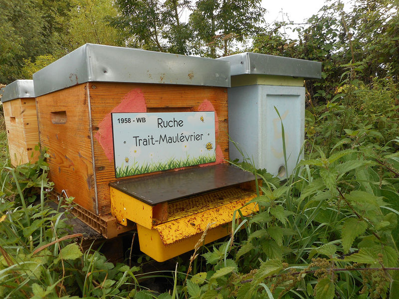 La ruche Trait-Maulévrier