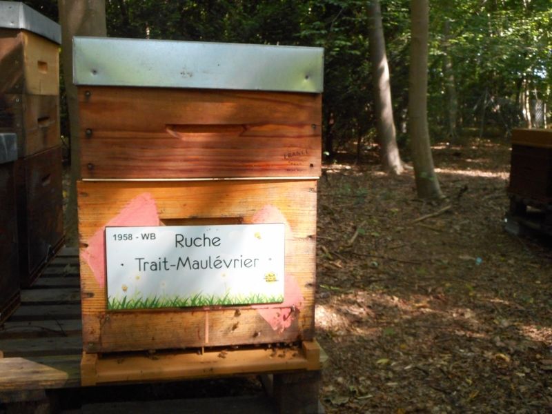 La ruche Trait-Maulévrier