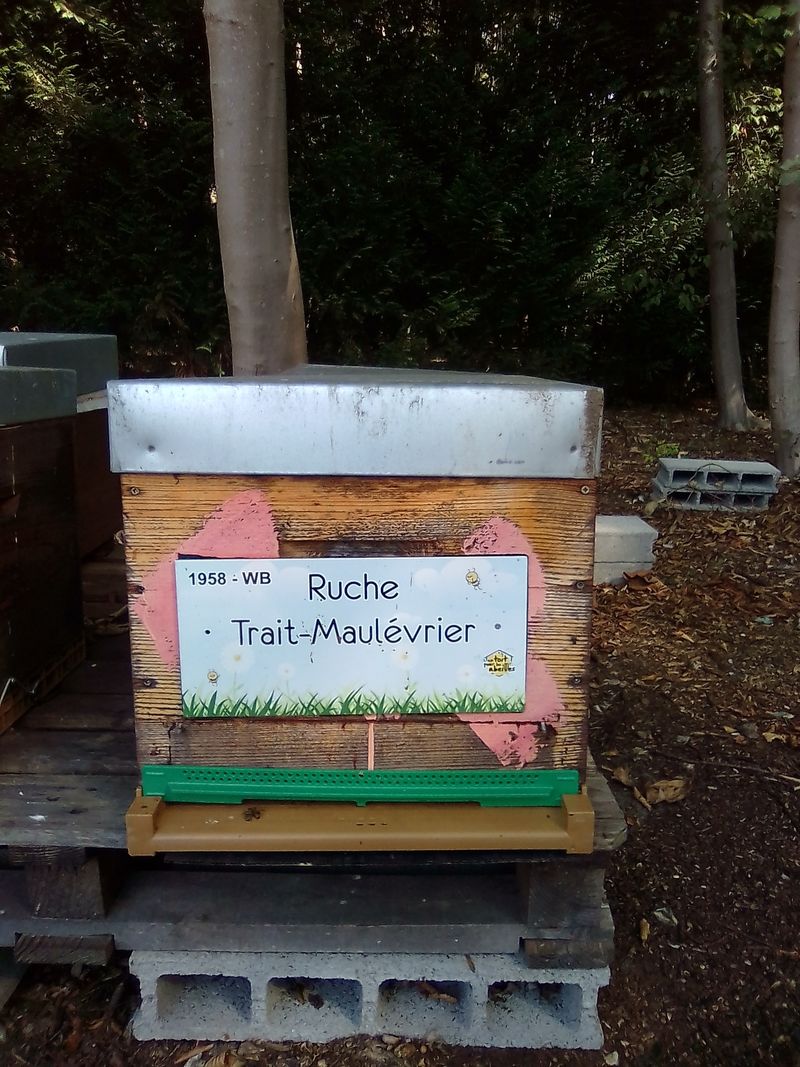 La ruche Trait-Maulévrier