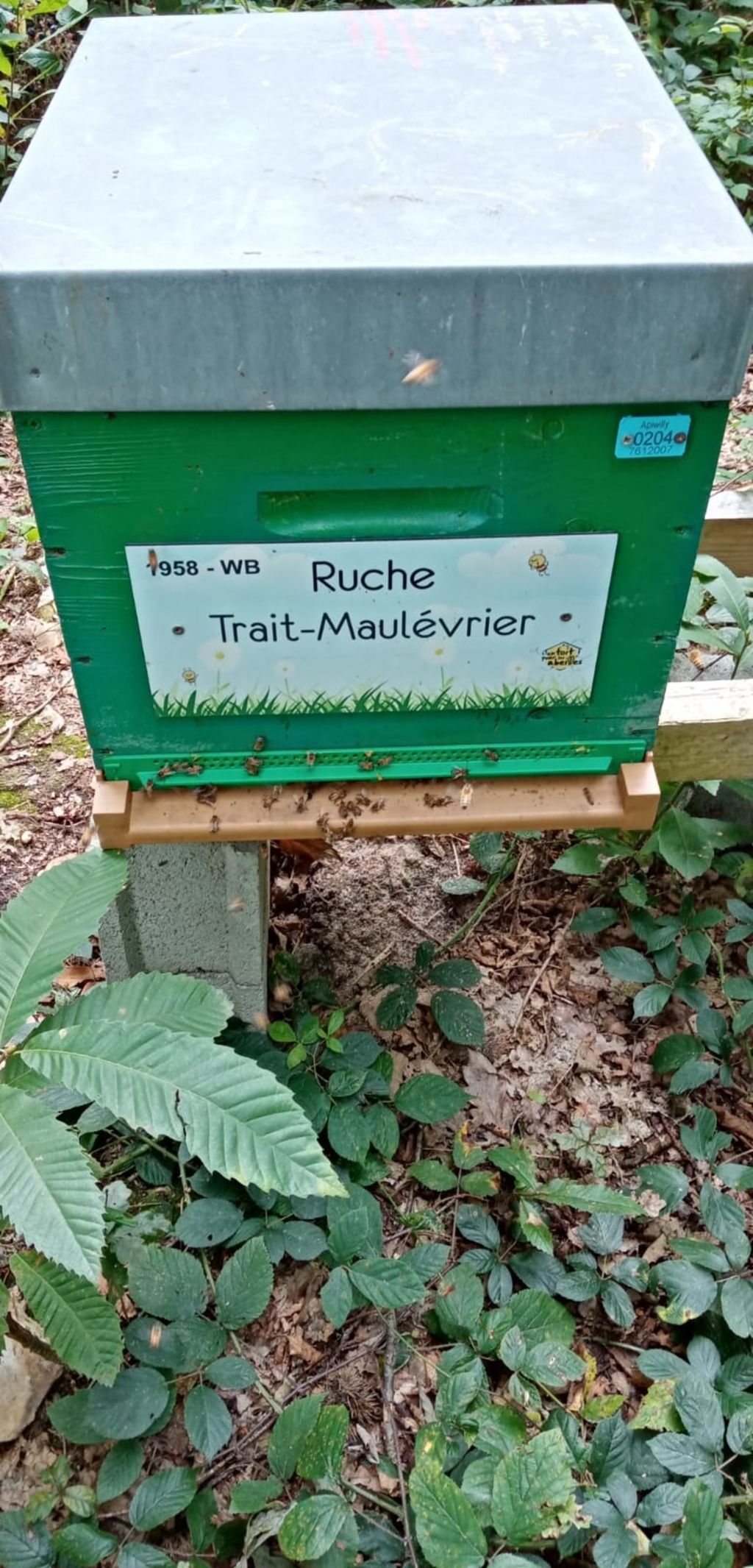 La ruche Trait-Maulévrier