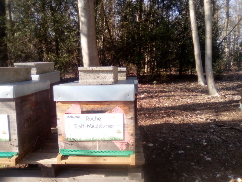 La ruche Trait-Maulévrier