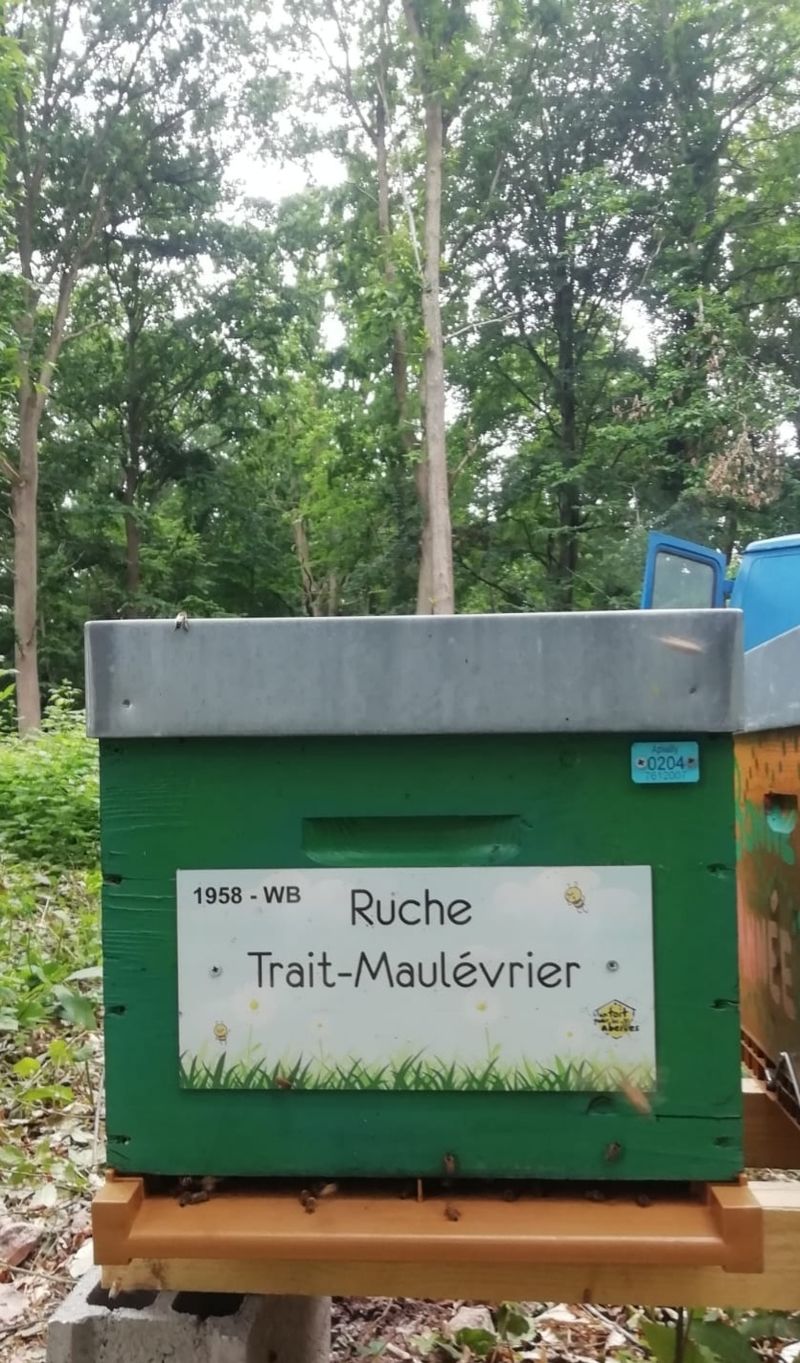 La ruche Trait-Maulévrier