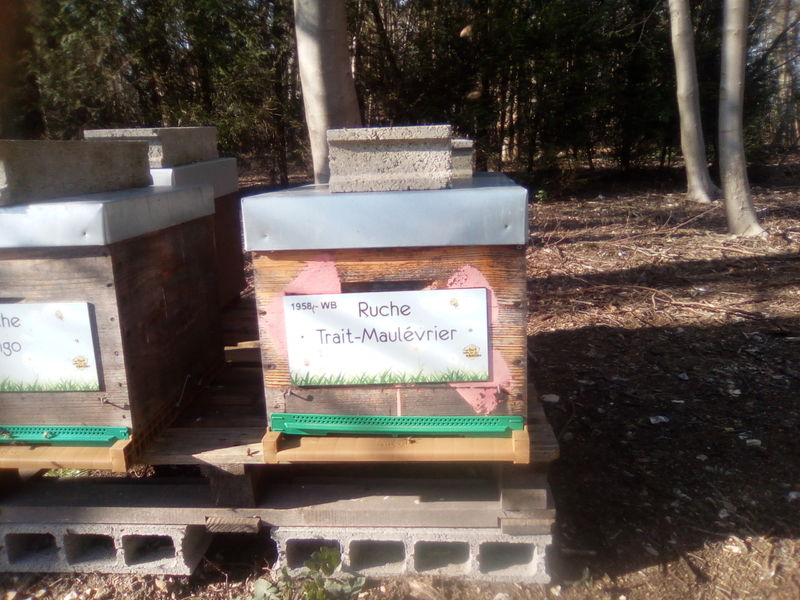 La ruche Trait-Maulévrier
