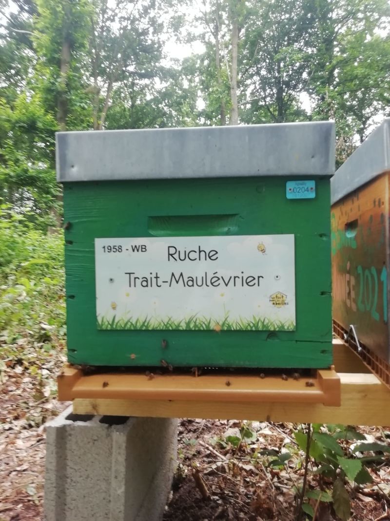La ruche Trait-Maulévrier