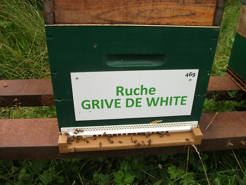 La ruche Grive de white