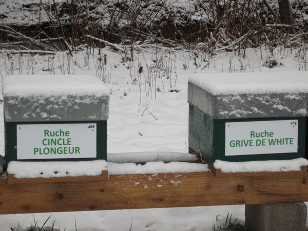 La ruche Grive de white