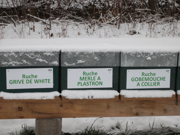 La ruche Grive de white