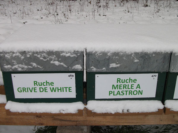 La ruche Grive de white