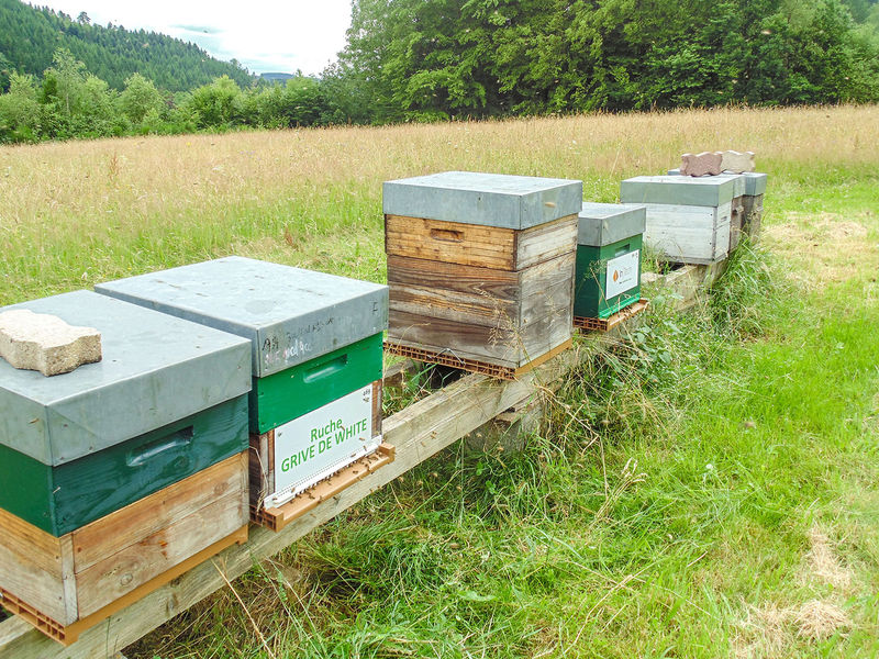 La ruche Grive de white