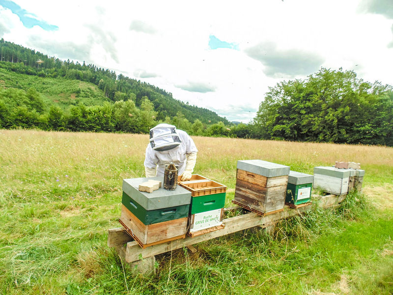 La ruche Grive de white