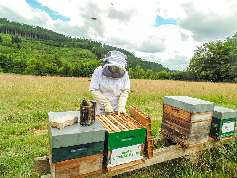 La ruche Grive de white