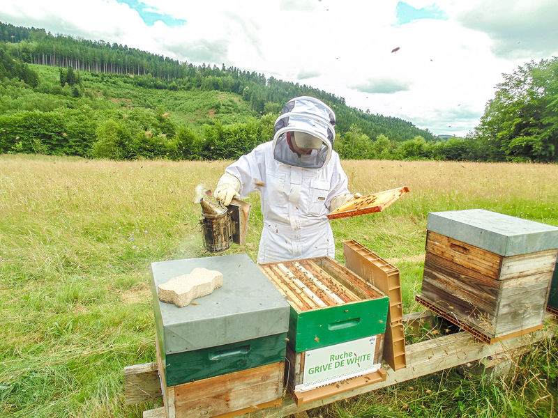 La ruche Grive de white